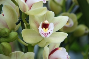 Cymbidium