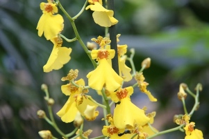 Oncidium