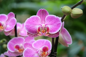 Phalaenopsis